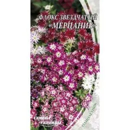 Флокс звезчатый Мерцание фото