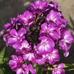 Флокс Sweet Summer Surprise фото