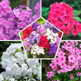Флоксы Super Mix (Эконом-упаковка 10 шт) фото