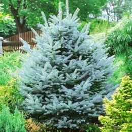 Ель колючая голубая Glauca фото