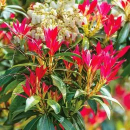 Пиерис Forest Flame фото