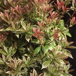 Пиерис Little Heath фото