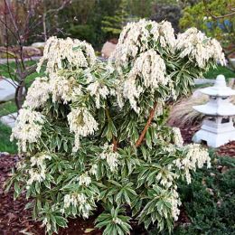Пиерис Variegata фото