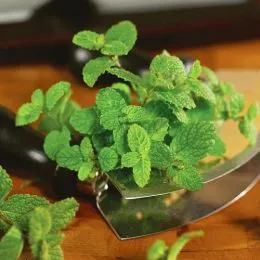 Мята Pineapple Mint фото