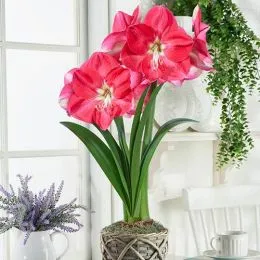 Амариллис Pink Collor фото