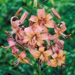 Лилия Pink Flavour фото
