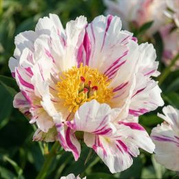 Пион Crazy Daisy фото