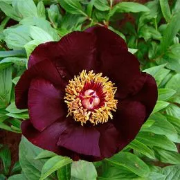 Пион Dark Eyes фото