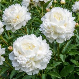 Пион Duchesse de Nemours фото
