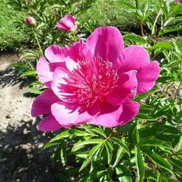 Пион Easy Lavender фото