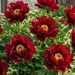Пион ITOH Chief Black Hawk фото