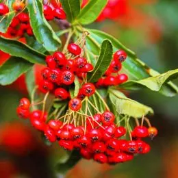 Пираканта Red Cushion фото