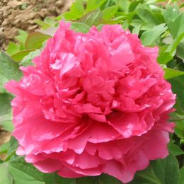 Пион Coiled Leaf Red Juan Ye Hong древовидный фото
