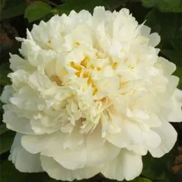 Пион Golden and Precious Fragrance Jin Gui Piao Xiang древовидный фото