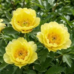 Пион ITOH Garden Treasure 3-5 почек фото