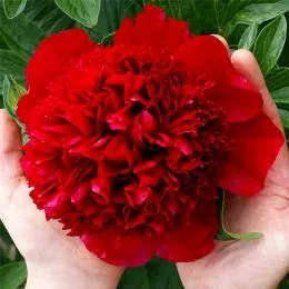 Пион Red Charm 3-5 почек фото