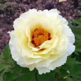 Пион Yellow Crown Huang Guan древовидный фото