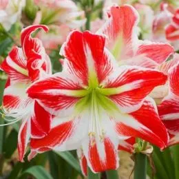 Амариллис Spartacus фото