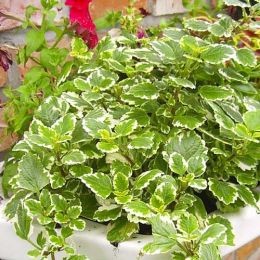 Плектрантус колеусовидный Variegata фото