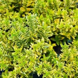 Бересклет Microphyllus Aureovariegatus фото