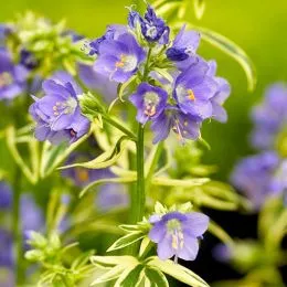 Полемониум Brise d'Anjou фото