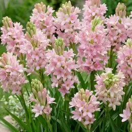 Полиантес (Тубероза) Chia Nong Sensation фото