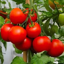 Томат Северная королева ТМ GL Seeds фото