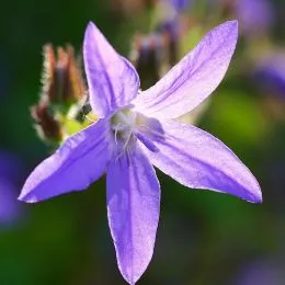 Кампанула Poscharskyana Blue фото