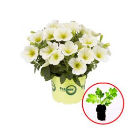 Петуния Petunia Potunia Popcorn фото