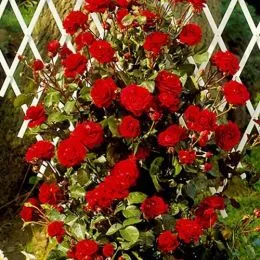 Роза Naheglut  фото