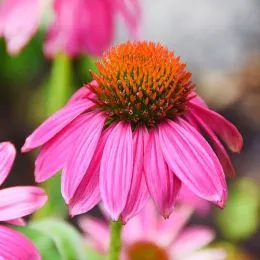 Эхинацея PowWow Wild Berry фото