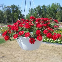 Вербена Estrella Voodoo Red фото