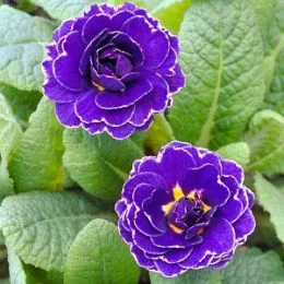Примула Miss Indigo фото