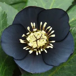 Морозник Prince Black фото