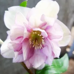 Морозник Prince Double Light Pink фото