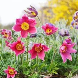 Прострел Vulgaris Rose фото