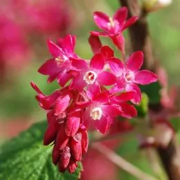 Смородина кроваво-красная Pulborough Scarlet фото
