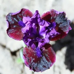 Ирис Pumila Ночной Клаб Дэнс фото