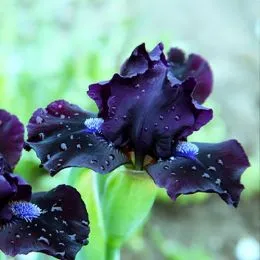 Ирис Pumila Dark Vader фото