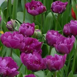 Тюльпан Purple Peony фото