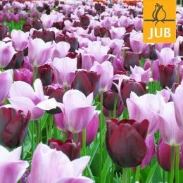 Микс ландшафтный Queens (Брендовые луковицы Jub Holland) фото