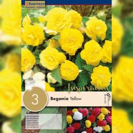Рек-бокс Бегония Non Stop Yellow (Брендовые луковицы KAPITEYN®) фото