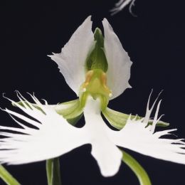 Габенария Radiata Ginga фото