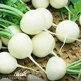Редька Вайт Меджик фото
