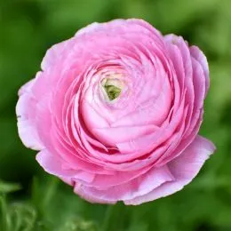 Ранункулюс Tomer Roze фото