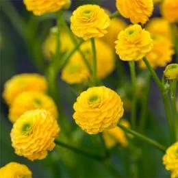 Ранункулюс (лютик) Flore Pleno фото