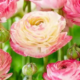 Ранункулюс (лютик) Picotee Pink фото