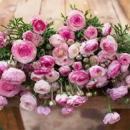 Ранункулюс (лютик) Picotee Roze фото
