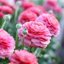 Ранункулюс (лютик) Aviv Rose 7/8 фото