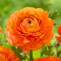 Ранункулюс Tomer Orange фото